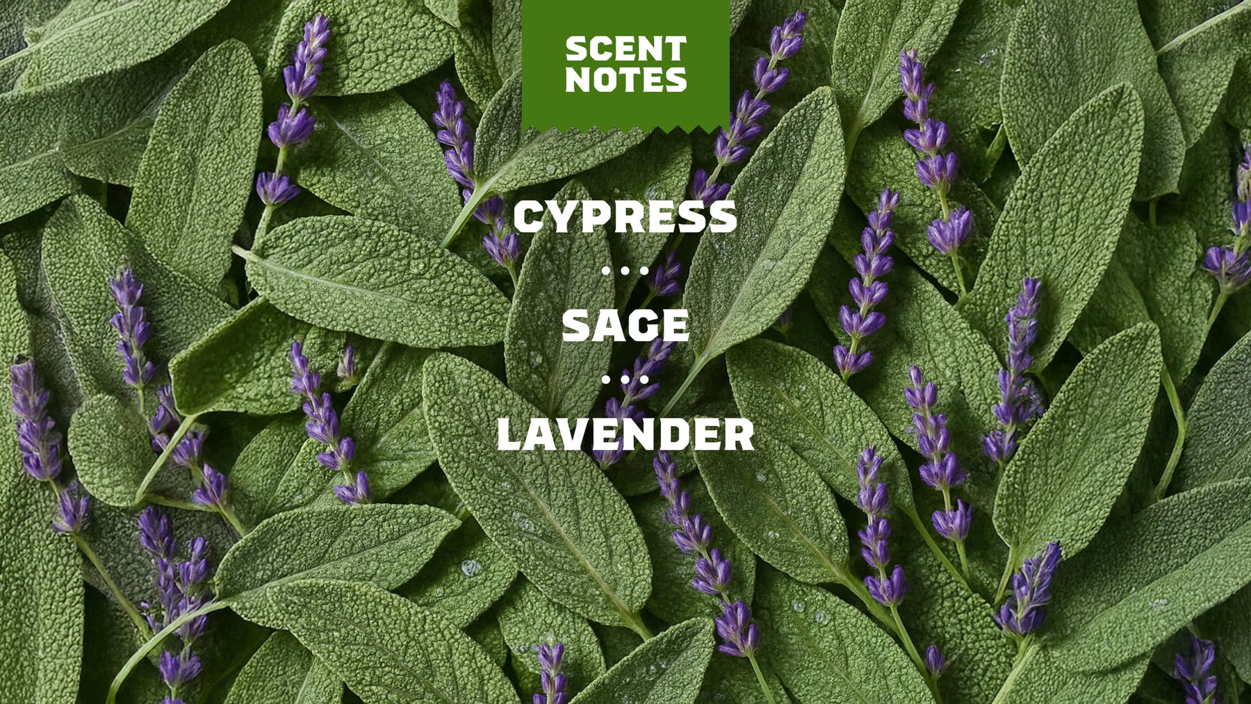 Alpine Sage - Clean Morning Wash